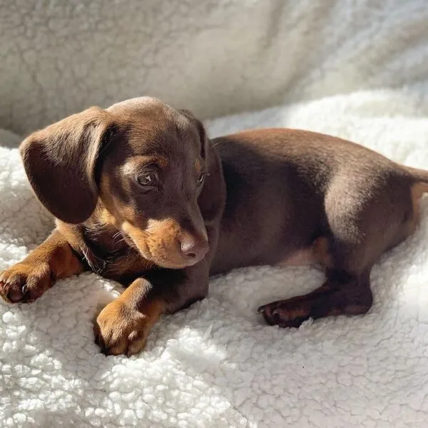 Alfie (1)