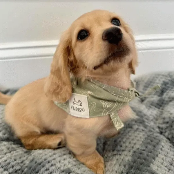 Archie