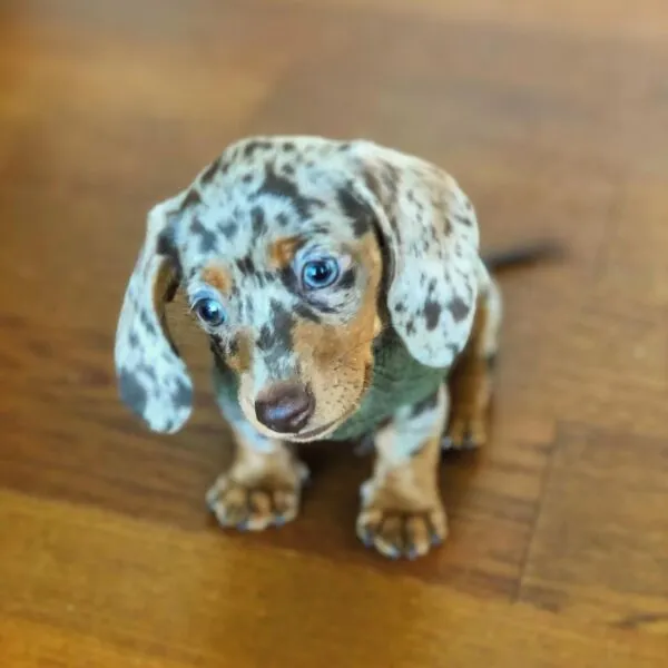 Pepper
