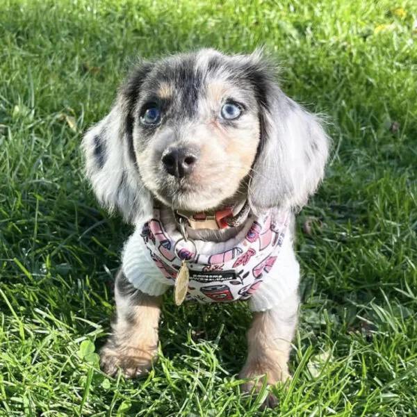 Wilma